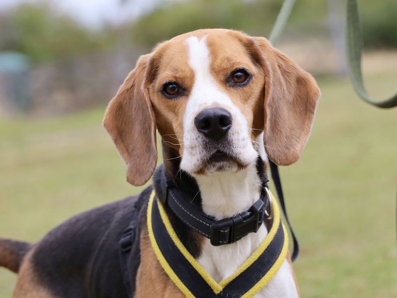 Beagle for adoption in Leeds, Yorkshire – 4 years old