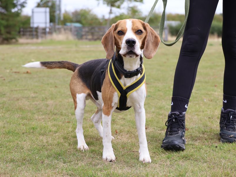 Beagle for adoption in Leeds, Yorkshire – 4 years old - Image 3 of 3