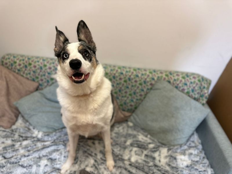 Milo | Collie (Border) | Bridgend (Wales) - 1