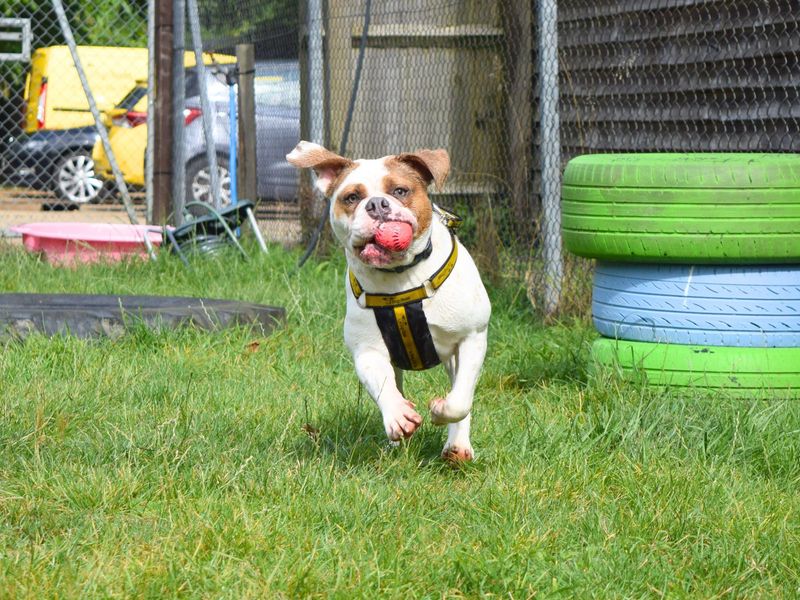 American Bulldog Dogs And Puppies For Adoption