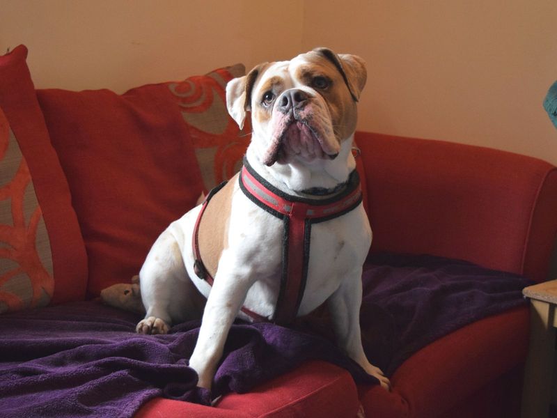 Gloria | American Bulldog | Salisbury (Wiltshire) - 1