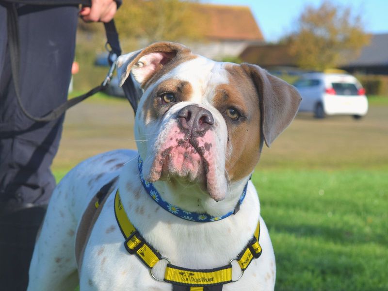 American Bulldog for adoption in Newton Tony, Wiltshire – 12 years old - Image 3 of 4