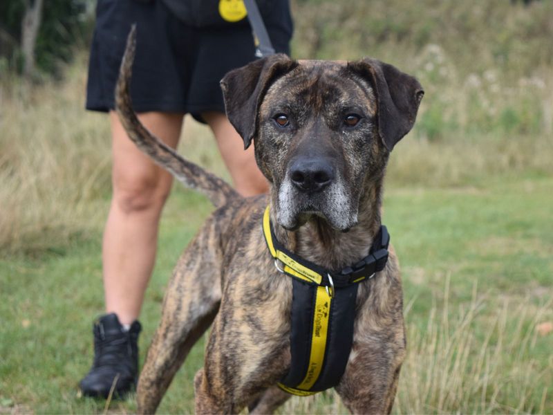 Mastiff for adoption in Uxbridge, London – 5 years old - Image 2 of 4