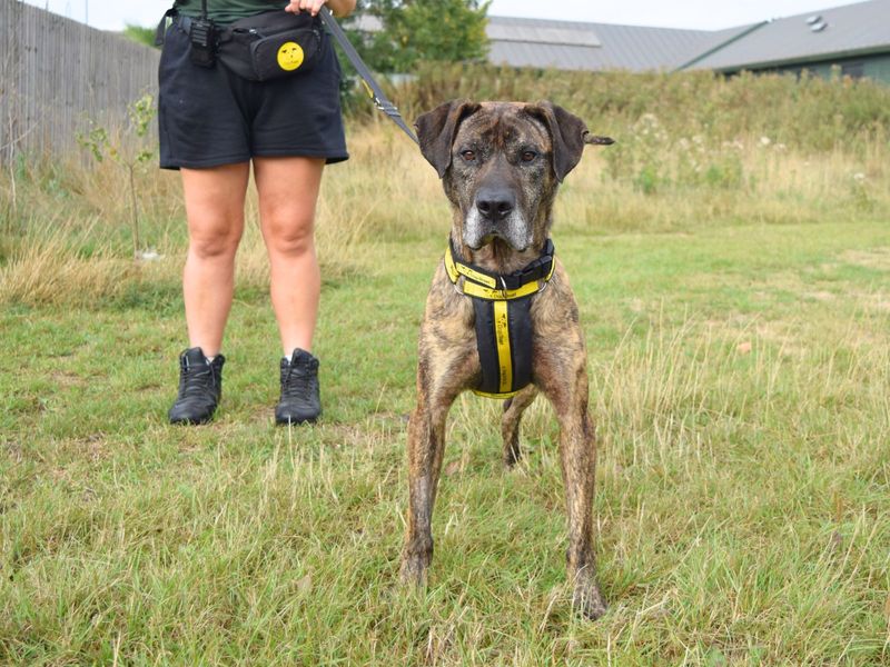 Mastiff for adoption in Uxbridge, London – 5 years old - Image 4 of 4