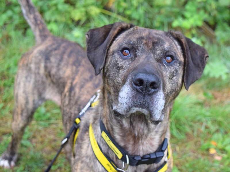 Mastiff for adoption in Uxbridge, London – 5 years old - Image 3 of 4