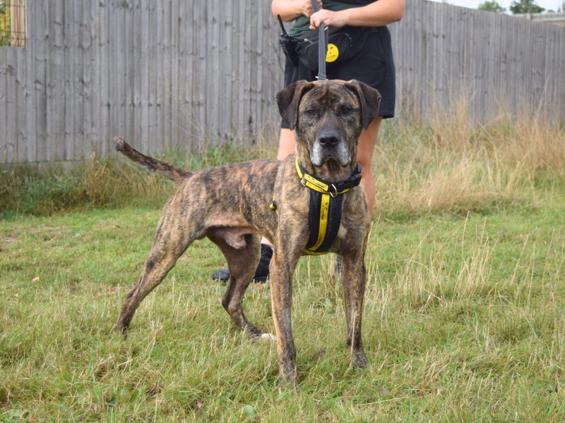 Mastiff for adoption in Uxbridge, London – 5 years old