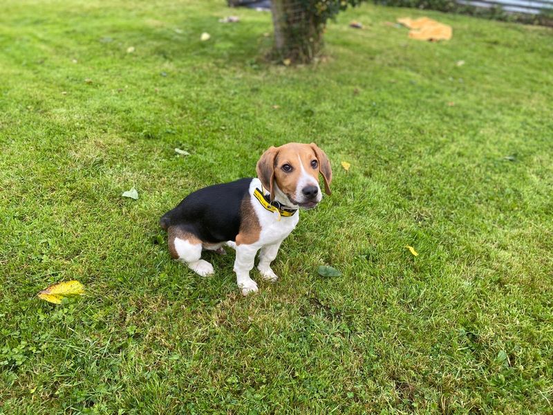 Brolly | Beagle | Cumbria - 1