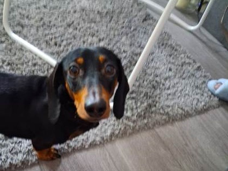 Dachshund for adoption in Shoreham by Sea, West Sussex – 2 years old