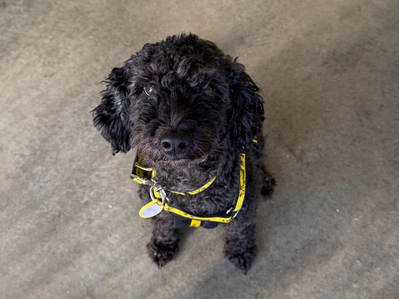 Poodle for adoption in Wickford, Essex – 2 years old
