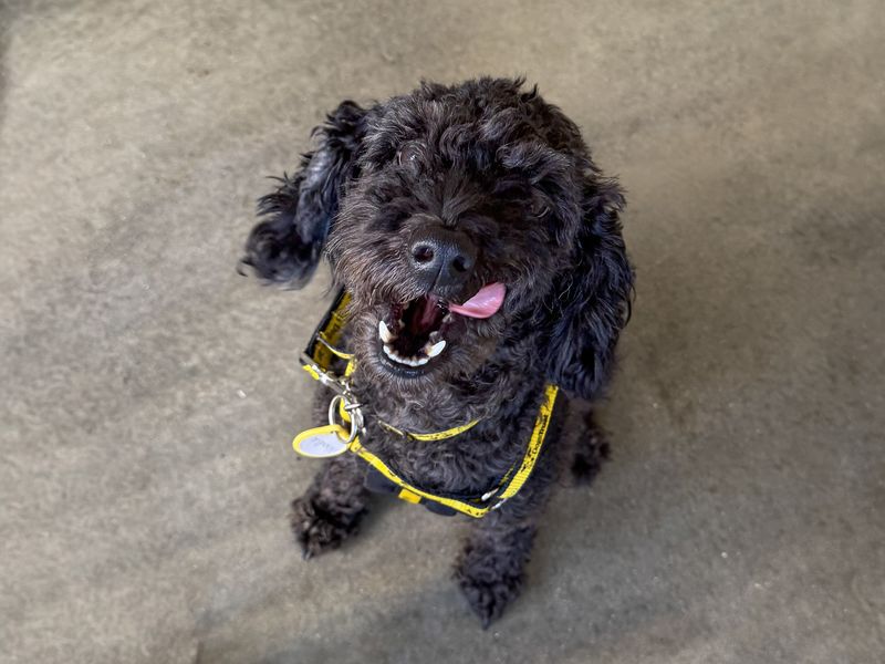 Poodle for adoption in Wickford, Essex – 2 years old - Image 2 of 2