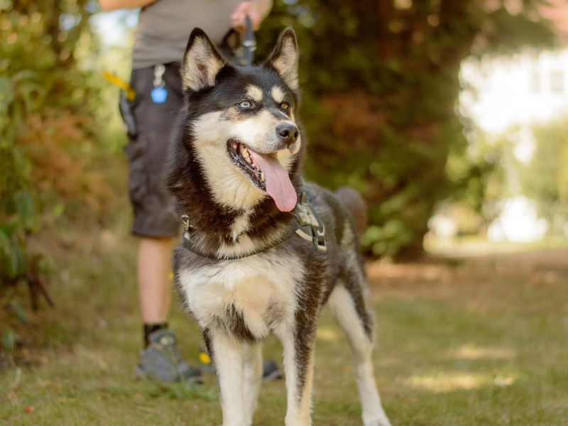 Border Collie for adoption in Kenilworth, Warks – 7 years old - Image 2 of 5