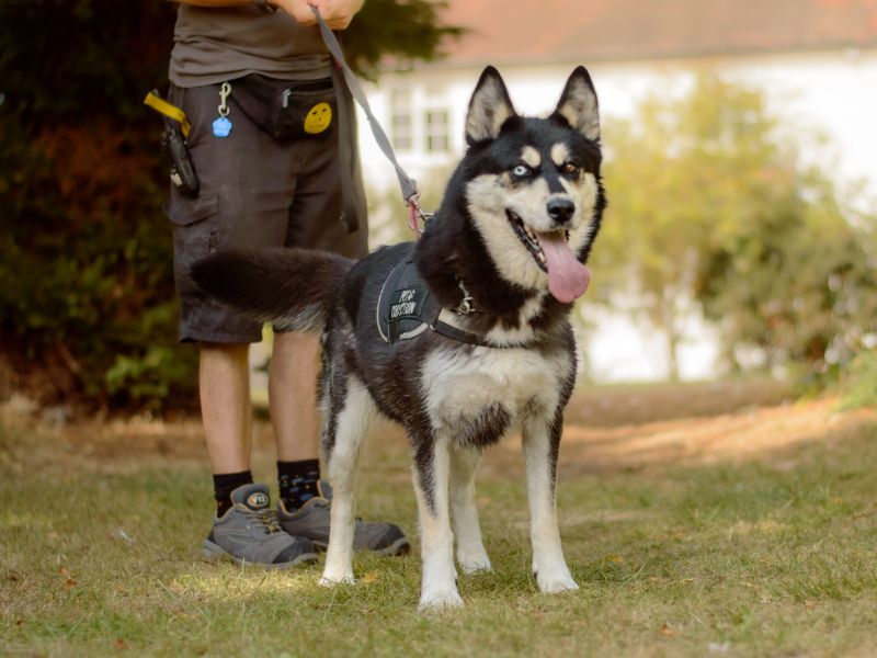 Siberian Husky for adoption in Kenilworth, Warks – 7 years old