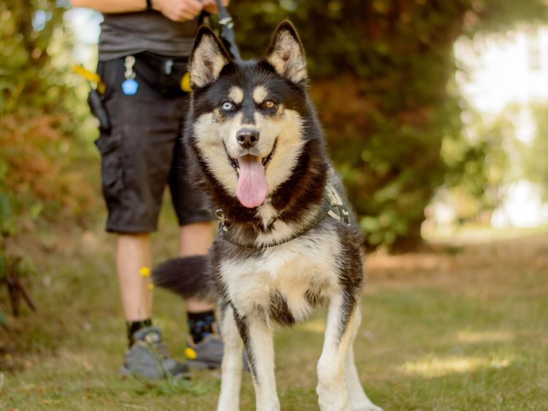 Border Collie for adoption in Kenilworth, Warks – 7 years old - Image 4 of 5