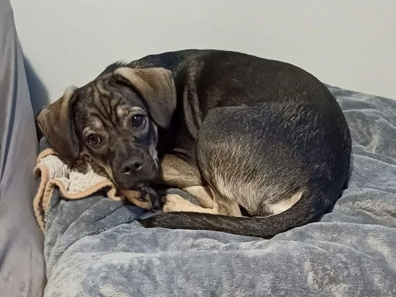 Lara | Dachshund (Smooth Haired) Cross | Basildon (Essex) - 1
