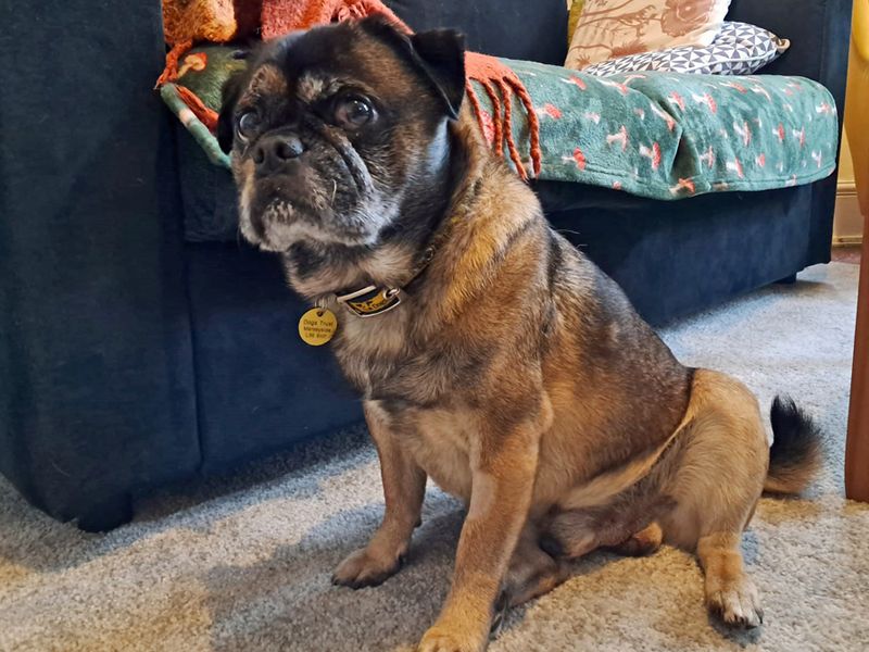 Jack Russell Terrier for adoption in Liverpool, Merseyside – 9 years old - Image 2 of 7