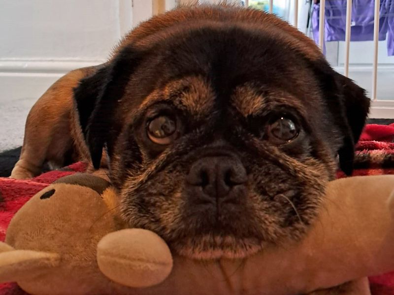 Pug Dogs And Puppies For Adoption