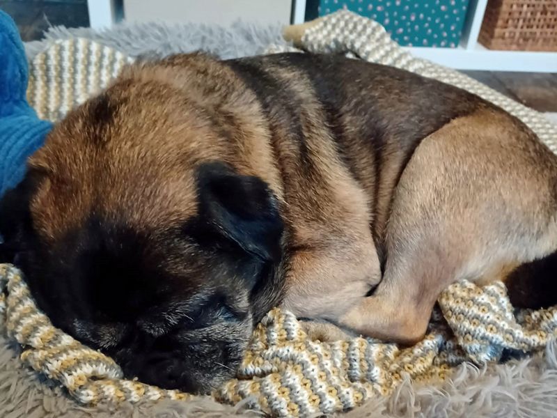 Jack Russell Terrier for adoption in Liverpool, Merseyside – 9 years old - Image 7 of 7