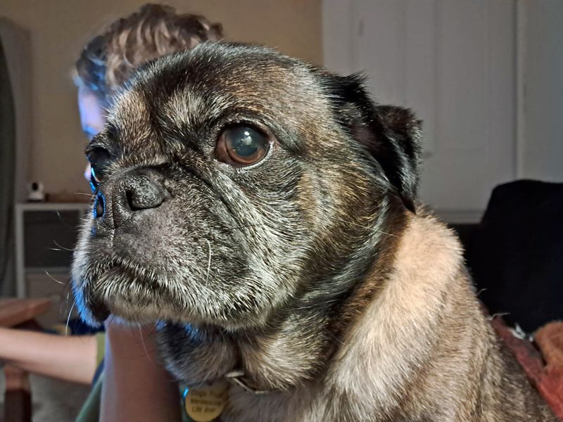 Jack Russell Terrier for adoption in Liverpool, Merseyside – 9 years old - Image 6 of 7