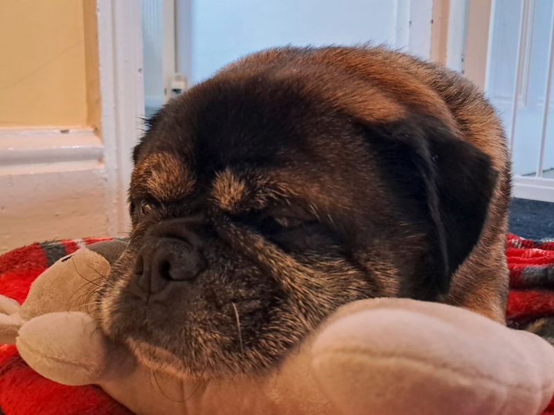 Jack Russell Terrier for adoption in Liverpool, Merseyside – 9 years old - Image 4 of 7