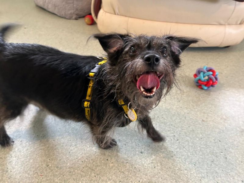 Yorkshire Terrier for adoption in Chestfield, Kent – 7 years old - Image 2 of 2