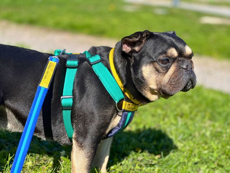 French Bulldog for adoption in Newton Tony, Wiltshire – 8 years old - Image 2 of 5