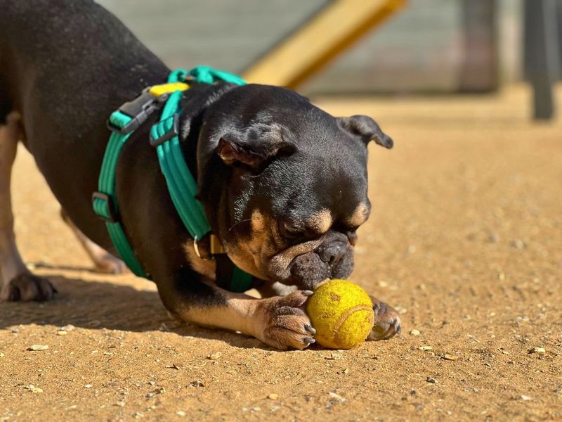 French Bulldog for adoption in Newton Tony, Wiltshire – 8 years old - Image 4 of 5