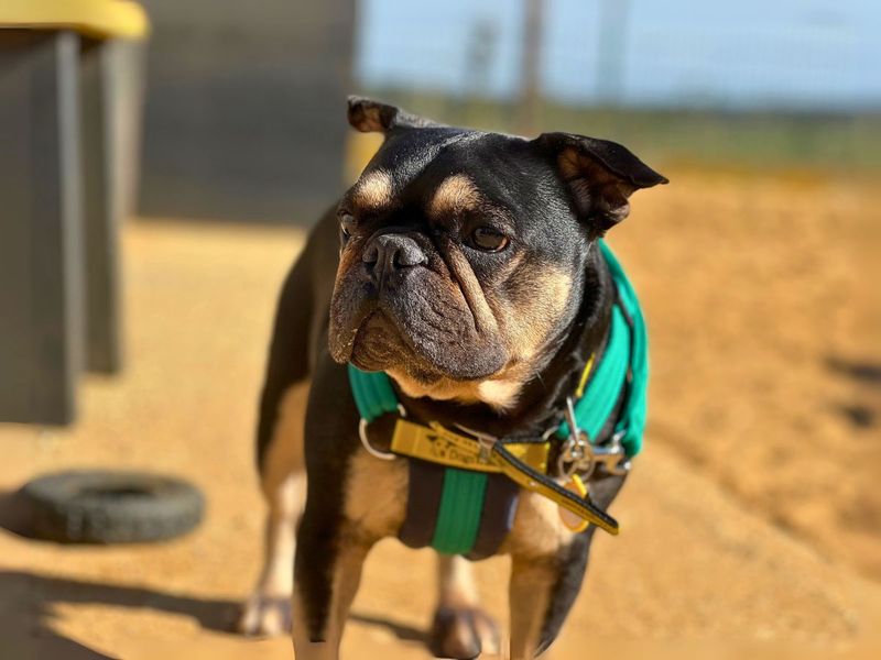 French Bulldog for adoption in Newton Tony, Wiltshire – 8 years old - Image 3 of 5