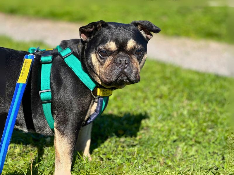 French Bulldog for adoption in Newton Tony, Wiltshire – 8 years old