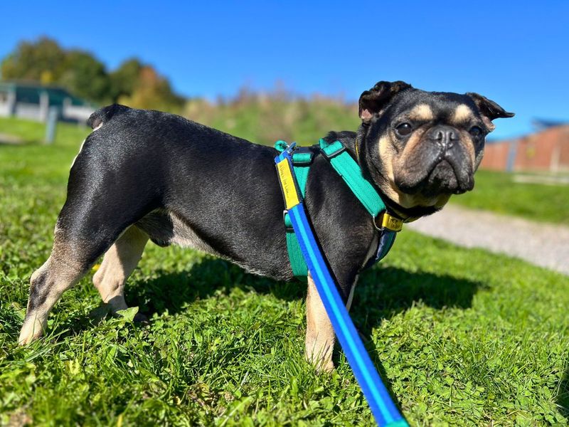 French Bulldog for adoption in Newton Tony, Wiltshire – 8 years old - Image 5 of 5