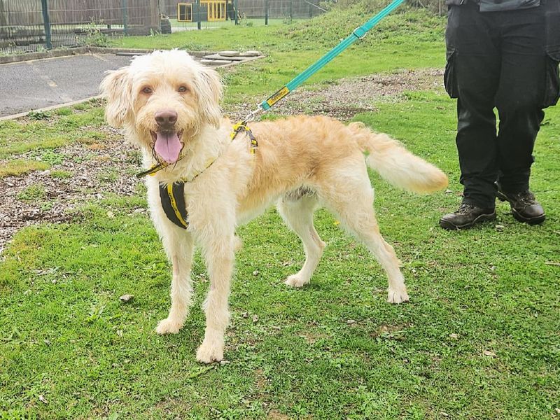 Poodle for adoption in Chestfield, Kent – 2 years old - Image 2 of 2