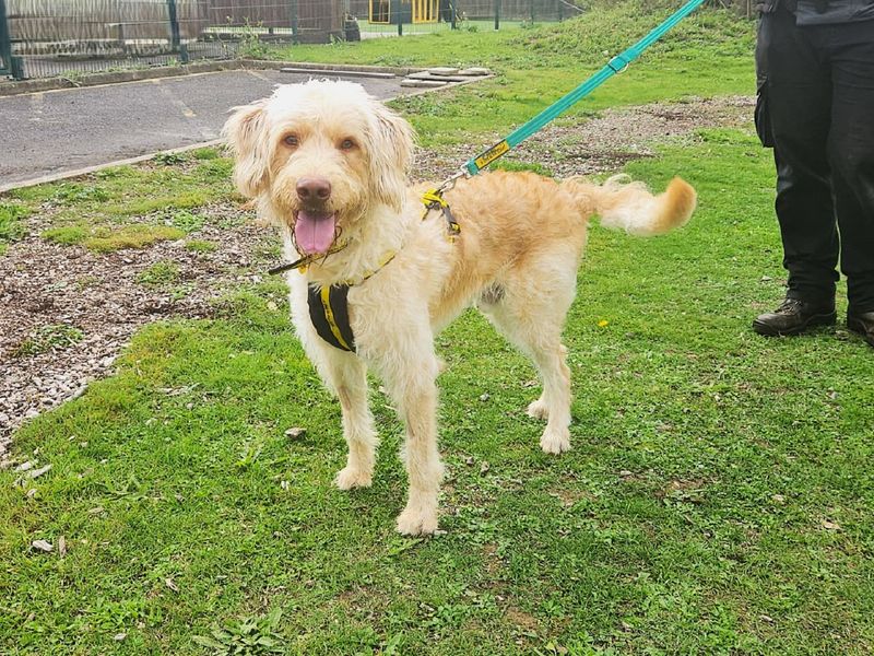 Benji | Retriever (Labrador) Cross | Canterbury - 1