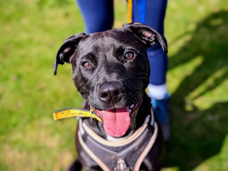 Pippa | Crossbreed | Cardiff - 1
