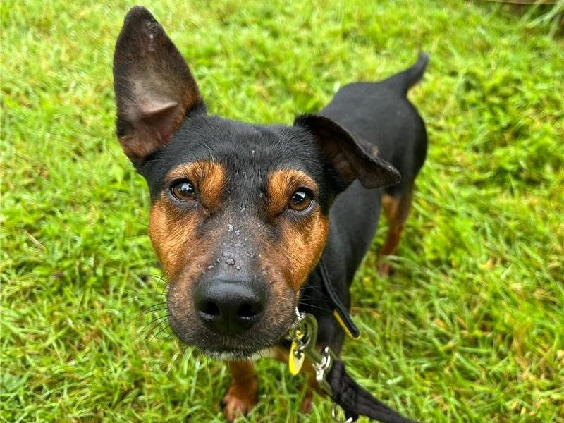 Jack Russell Terrier for adoption in , – 3 years old