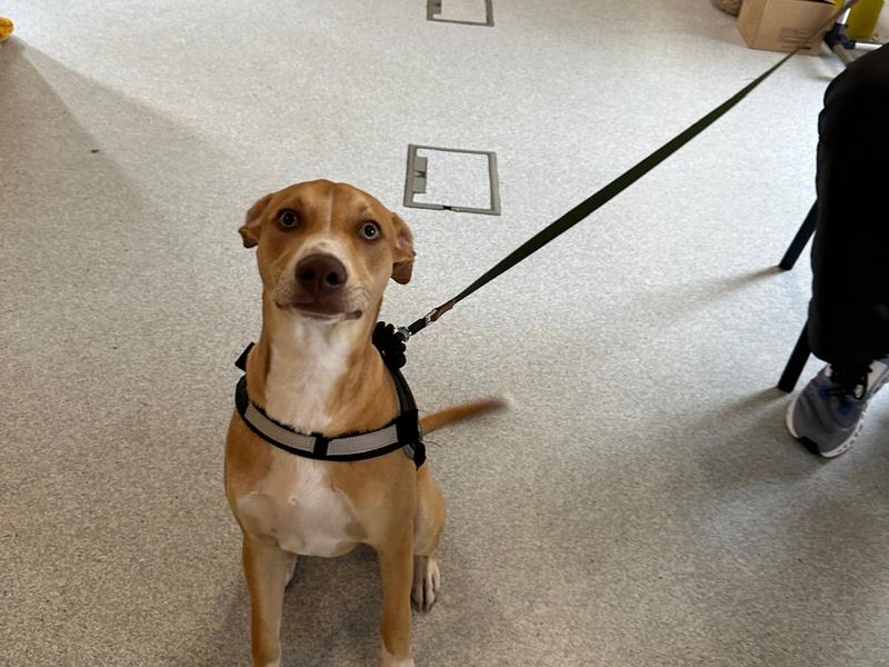 Border Collie for adoption in Cardiff, Glamorgan – 8 months old - Image 2 of 2