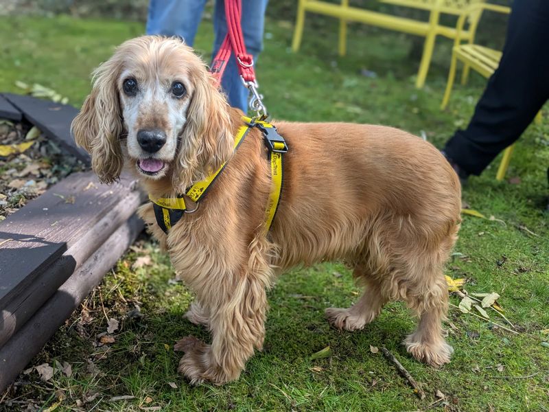 Toffee | Spaniel (Cocker) | West Calder (Edinburgh) - 1