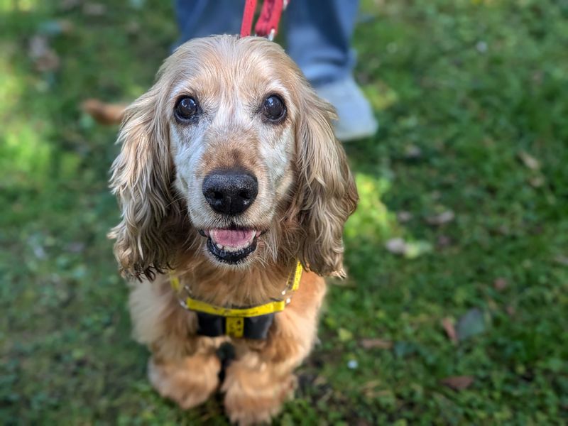 Cocker Spaniel for adoption in West Calder, West Lothian – 11 years old - Image 2 of 2