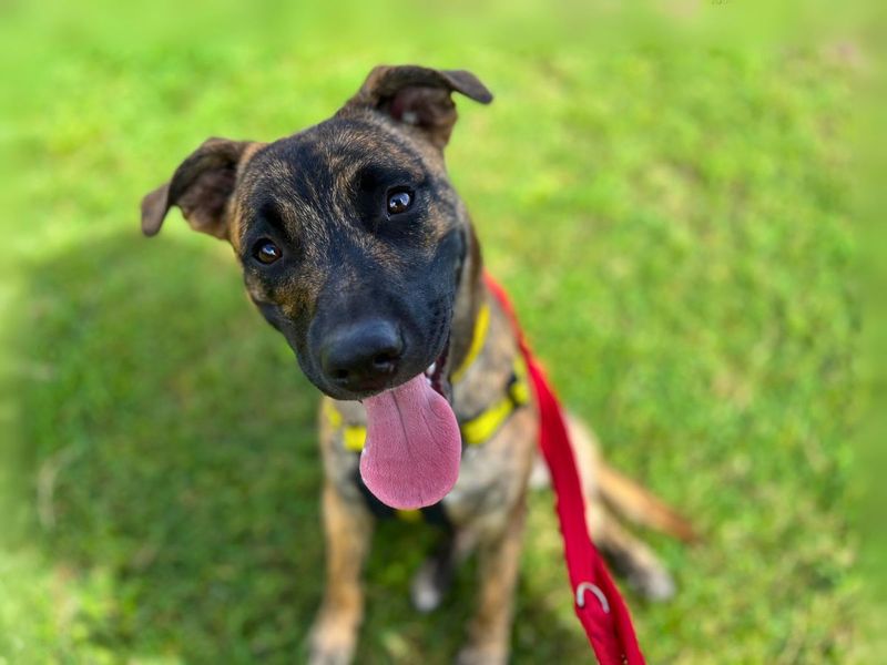 Staffordshire Bull Terrier for adoption in Newton Tony, Wiltshire – 11 months old - Image 4 of 6