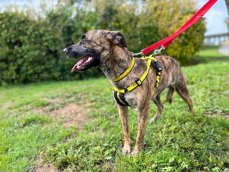 Staffordshire Bull Terrier for adoption in Newton Tony, Wiltshire – 11 months old - Image 3 of 6