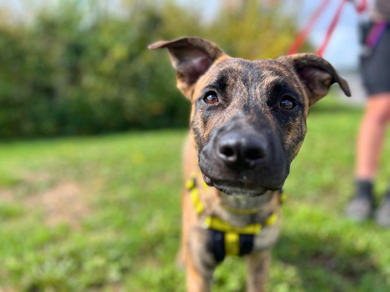 Staffordshire Bull Terrier for adoption in Newton Tony, Wiltshire – 8 months old
