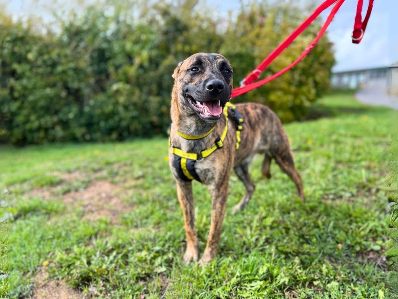 Staffordshire Bull Terrier for adoption in Newton Tony, Wiltshire – 11 months old - Image 2 of 6