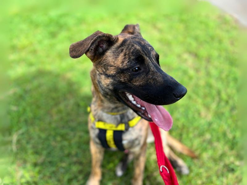 Staffordshire Bull Terrier for adoption in Newton Tony, Wiltshire – 11 months old - Image 6 of 6