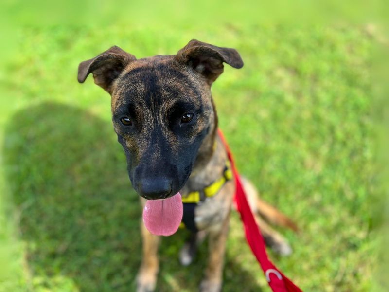 Staffordshire Bull Terrier for adoption in Newton Tony, Wiltshire – 11 months old - Image 5 of 6