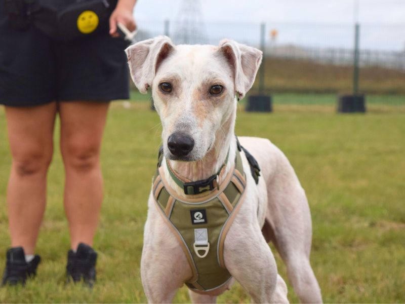 Leroy | Crossbreed | Harefield West London - 1