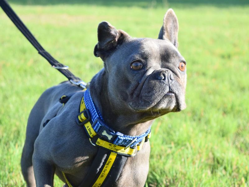 French Bulldog for adoption in Uxbridge, London – 7 years old