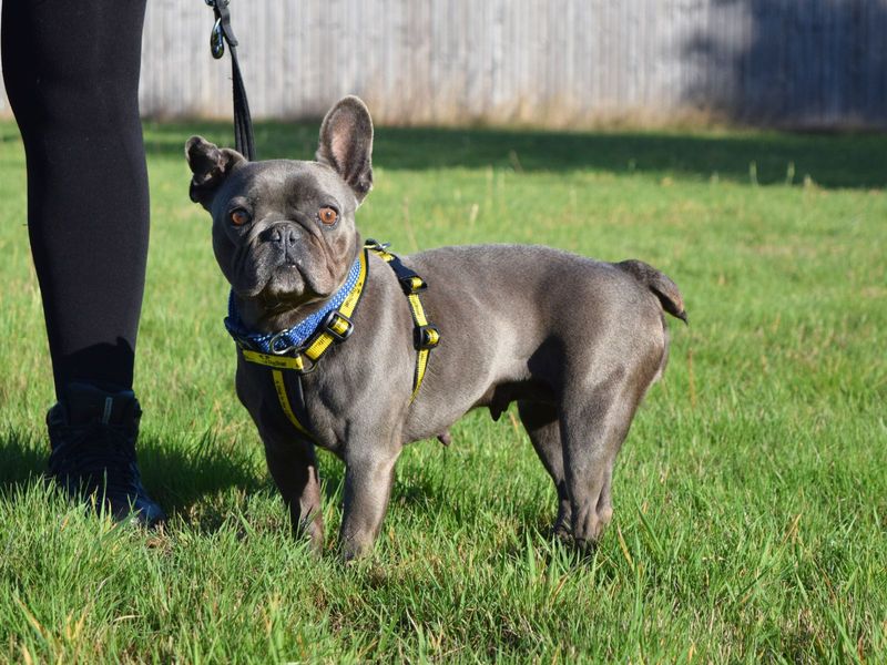 French Bulldog for adoption in Uxbridge, Greater London – 7 years old - Image 2 of 2
