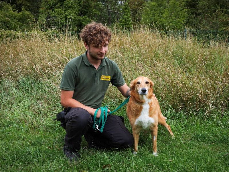 Border Collie for adoption in Evesham, Worcestershire – 6 years old - Image 3 of 4