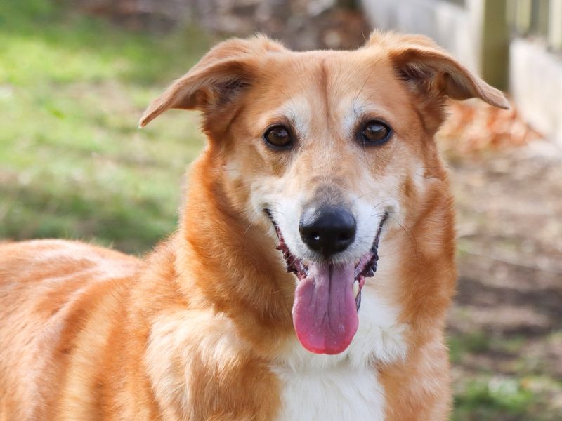 Border Collie for adoption in Evesham, Worcestershire – 6 years old - Image 4 of 4