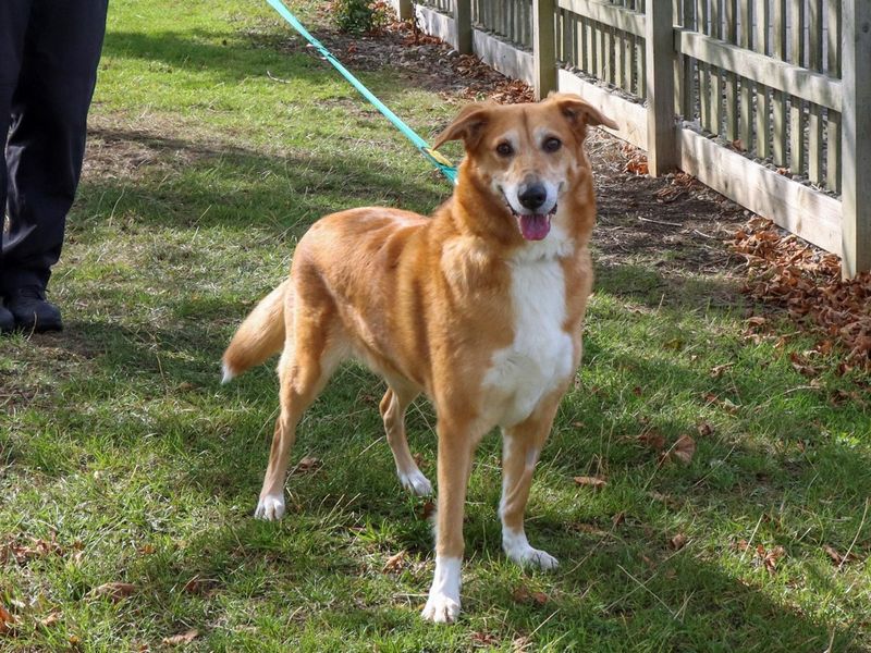 Border Collie for adoption in Evesham, Worcestershire – 6 years old - Image 2 of 4