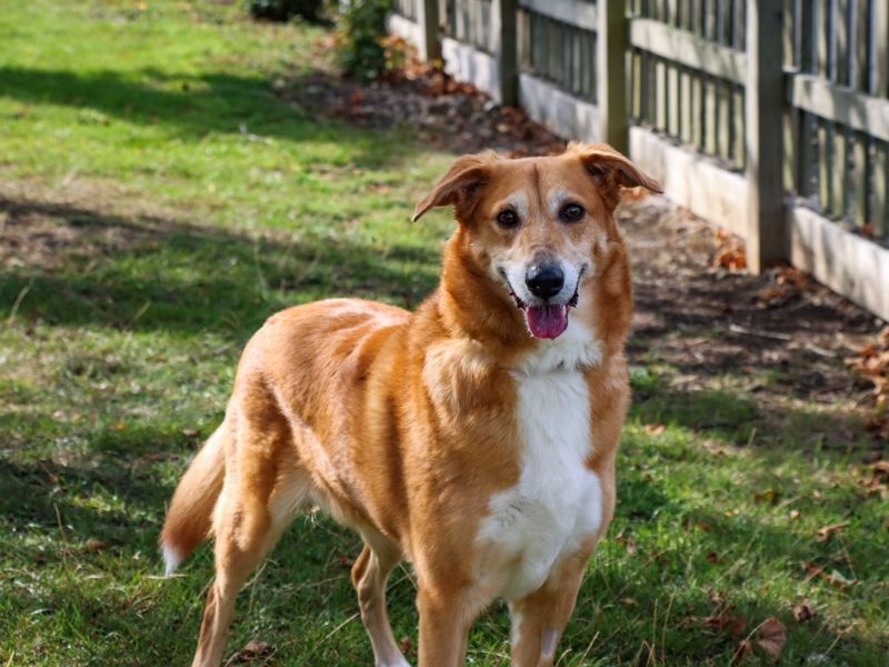 Border Collie for adoption in Evesham, Worcestershire – 6 years old