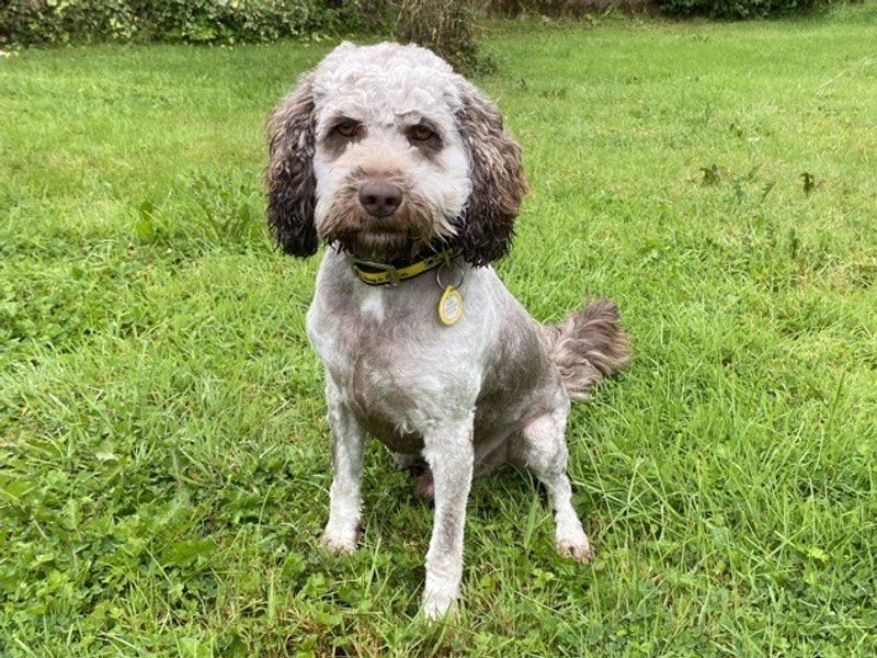 Stout | Spaniel (Cocker) Cross | Cumbria - 1